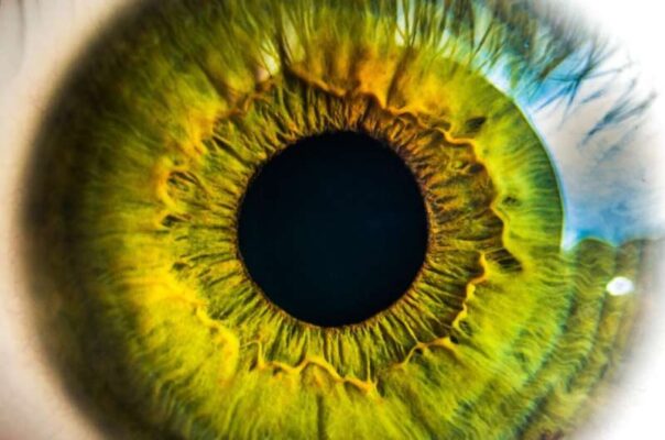 Exploring the Intricacies of the Retina