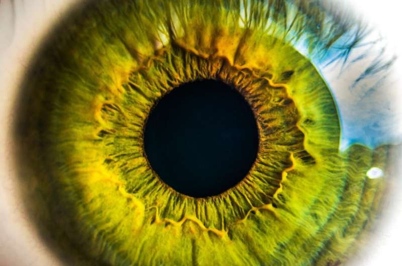 Exploring the Intricacies of the Retina